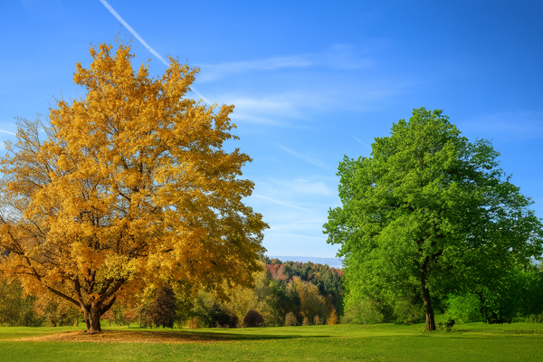 Upcoming Webinar: The Evolution of Grief