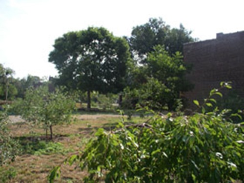 Gateway Greening 9-11 Orchard