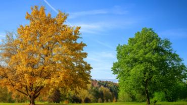 Upcoming Webinar: The Evolution of Grief
