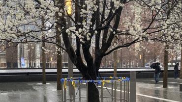 9/11 Health Update - Survivor Program