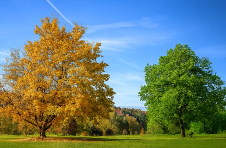 Upcoming Webinar: The Evolution of Grief